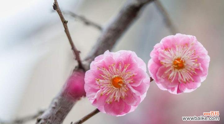 传递希望与勇气的花朵 腊梅花语与象征
