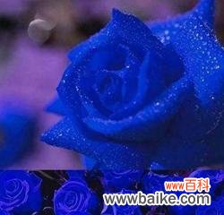 探索蓝色玫瑰所传达的情感和象征意义 蓝色玫瑰的花语与意义