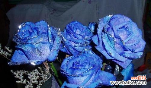 绽放于幽蓝之中 蓝色妖姬玫瑰