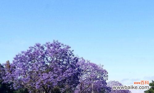 蓝楹花的花语及象征意义 蓝楹花