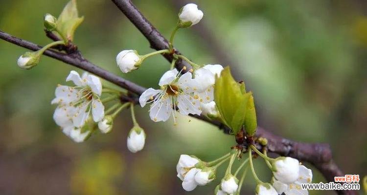 探索梨花的花语和传统文化内涵 梨花之美