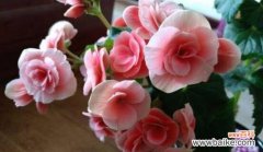 解读丽格海棠的含义与象征 丽格海棠的花语和寓意