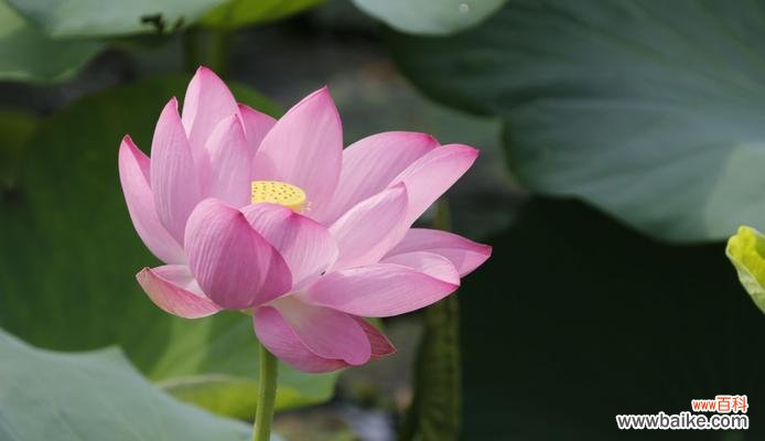 探寻莲花在文化中的深远内涵 莲花的象征意义