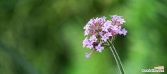柳叶马鞭草的特点 柳叶马鞭草花语解读