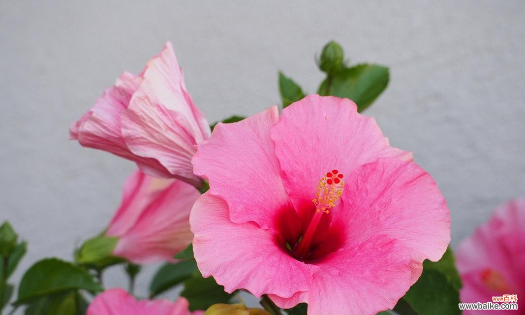 碎花木槿的花语是什么？它象征着什么？