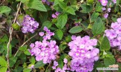 缨溧花的花语是什么？它有何特别含义？