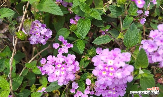 缨溧花的花语是什么?它有何特别含义?