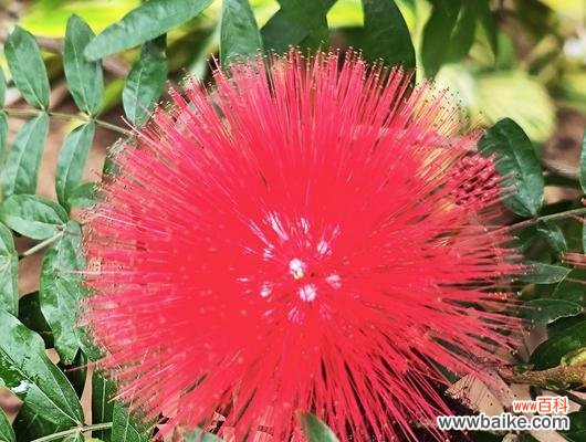 缨溧花的花语是什么?它有何特别含义?