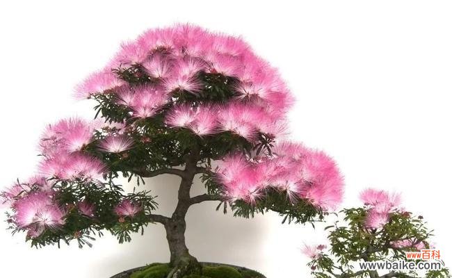 缨溧花的花语是什么?它有何特别含义?