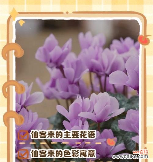 绿植也有花语吗?它们通常象征着什么?