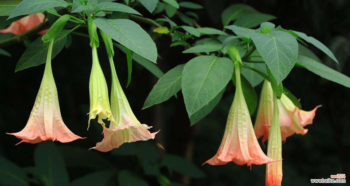 葡枝无茛的花语是什么？它代表了哪些情感？