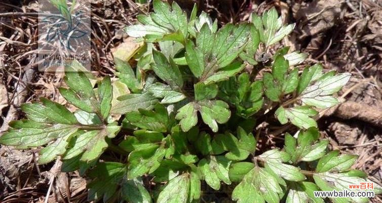 葡枝无茛的花语是什么？它代表了哪些情感？