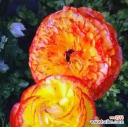 葡枝无茛的花语是什么？它代表了哪些情感？