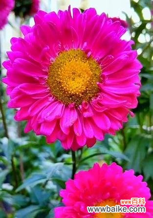 重瓣翠菊的花语是什么?它有何特别含义?