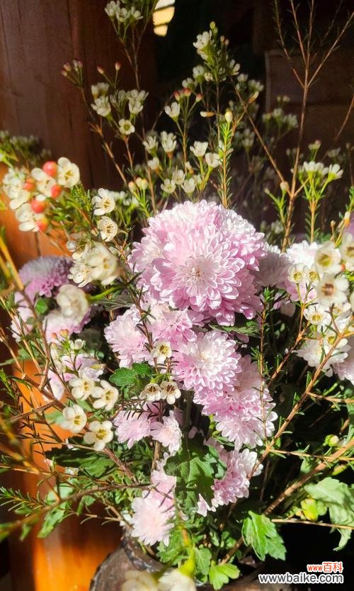 重瓣翠菊的花语是什么?它有何特别含义?