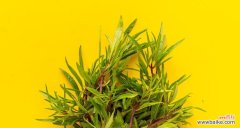 迷迪香的花语是什么？它传递了怎样的信息？