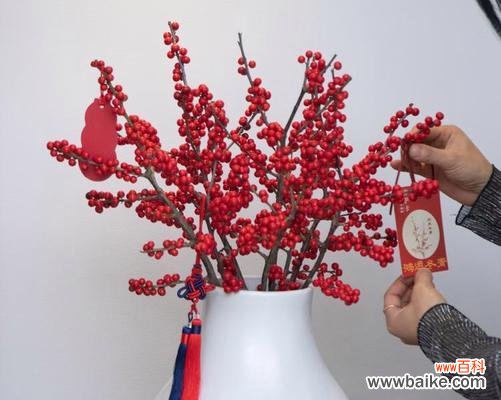 鲜切冬青的花语是什么?它象征着什么?