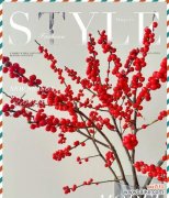 鲜切冬青的花语是什么？它象征着什么？