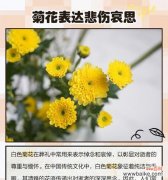 球球菊花的花语是什么？它代表了哪些寓意？