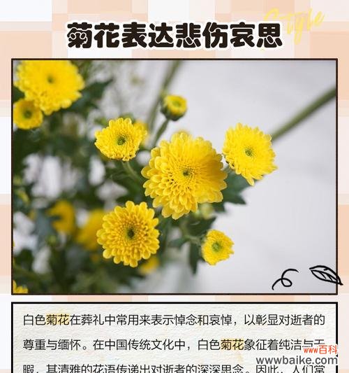 球球菊花的花语是什么?它代表了哪些寓意?