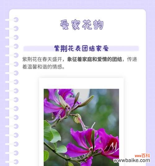 红彩阁的花语是什么？它传递了什么信息？