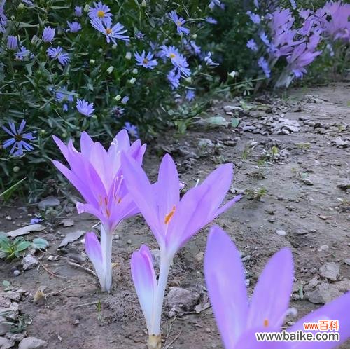 秋水仙花花语有哪些含义?