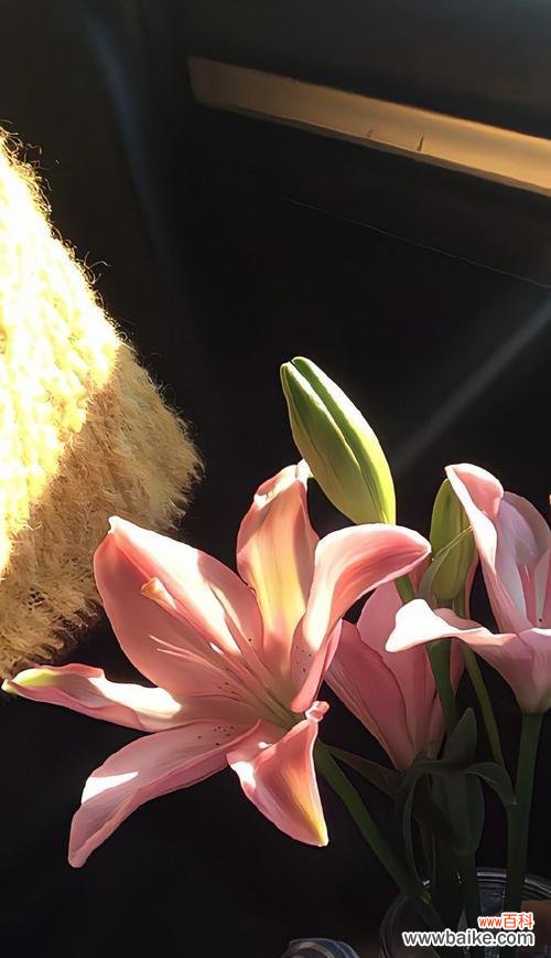 疫情期间百合花语代表什么？