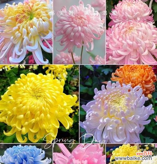 浅黄菊花花语代表什么？