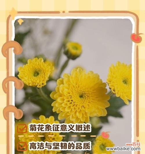 浅黄菊花花语代表什么？