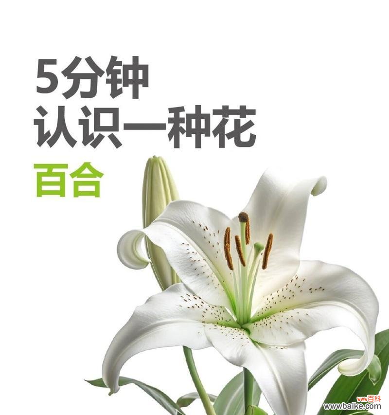 复仇主题的百合花语是什么?