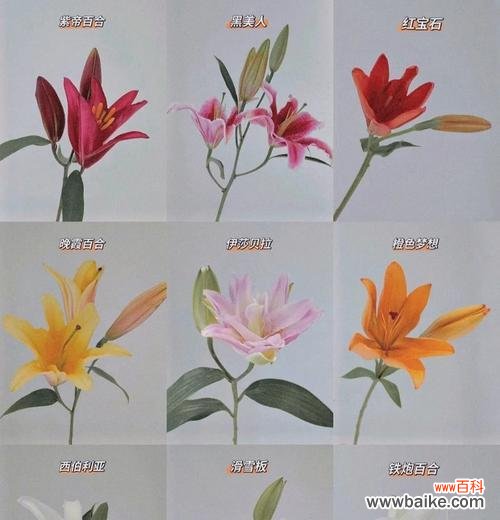 复仇主题的百合花语是什么?