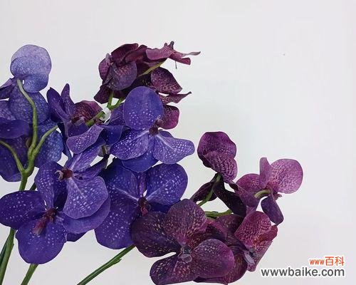 寓意深远,万代兰散发出的神秘力量 万代兰花语与含义——流传千年的花中传说