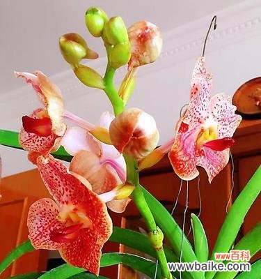 寓意深远,万代兰散发出的神秘力量 万代兰花语与含义——流传千年的花中传说