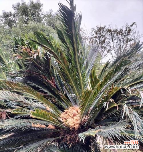 揭开自然界的神秘面纱 铁树会开花吗？探寻生命的奇迹