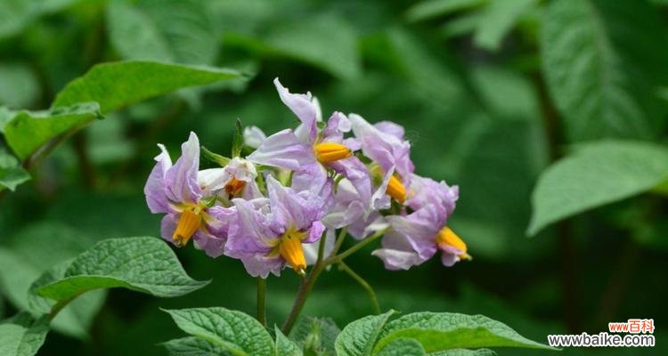 解读土豆开花现象,探寻意义和可能预示的未来 土豆开花的意义及其神奇之处