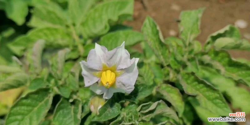 解读土豆开花现象,探寻意义和可能预示的未来 土豆开花的意义及其神奇之处