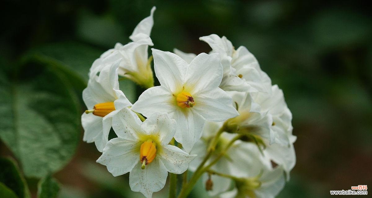解读土豆开花现象,探寻意义和可能预示的未来 土豆开花的意义及其神奇之处