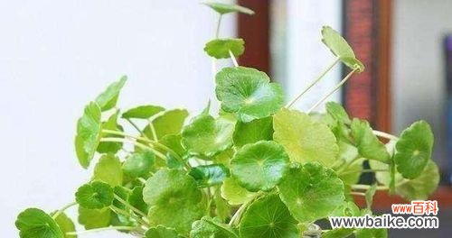 探秘铜钱草的花期及其花语隐含的意义 铜钱草的花期与花语解读