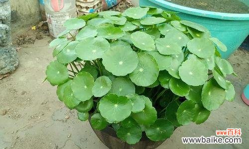 探秘铜钱草的花期及其花语隐含的意义 铜钱草的花期与花语解读