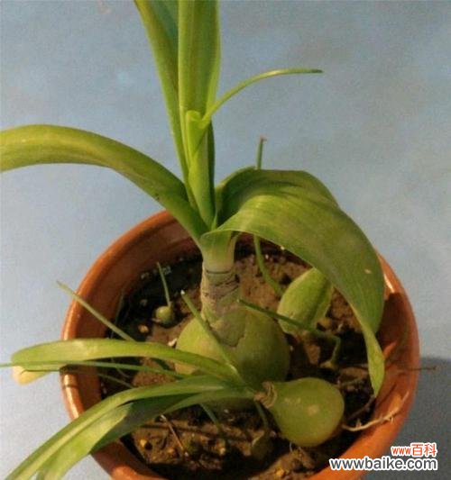 寓意长久繁盛,幸福永恒的万年青开花 万年青开花