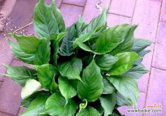 探寻万年青开花的寓意与象征 万年青开花预示着什么意思？