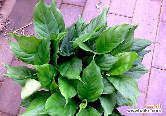 探寻万年青开花的寓意与象征 万年青开花预示着什么意思?