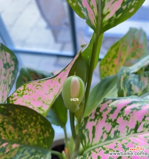 探寻万年青开花的寓意与象征 万年青开花预示着什么意思?