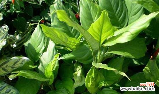 探寻万年青开花的寓意与象征 万年青开花预示着什么意思?