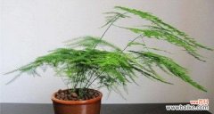 追寻着坚韧、内涵与希望的绿色之旅 文竹