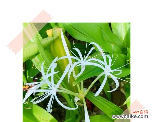 探寻文殊兰所传达的深刻内涵与美丽寓意 文殊兰的花语象征与代表意义