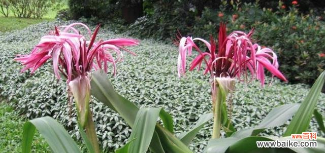 探寻文殊兰所传达的深刻内涵与美丽寓意 文殊兰的花语象征与代表意义