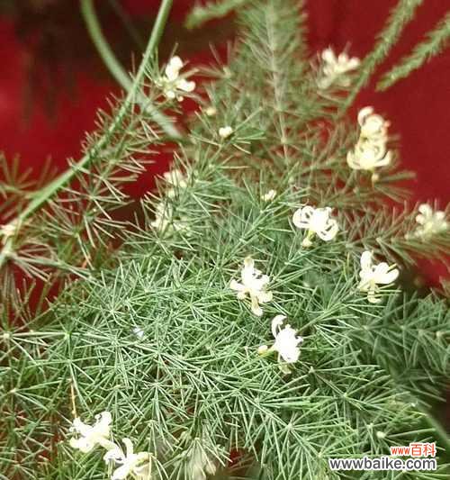 探寻文竹的命名之谜与花语之美 文竹的由来及花语