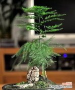 探寻文竹的命名之谜与花语之美 文竹的由来及花语