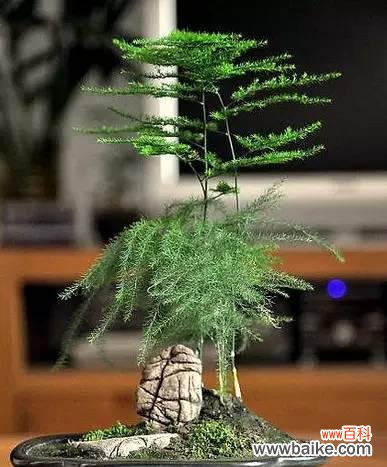 探寻文竹的命名之谜与花语之美 文竹的由来及花语